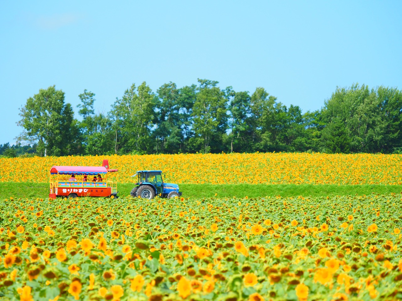 Things to do in Hokuryu-cho：Hokuryu Town Sunflower Village