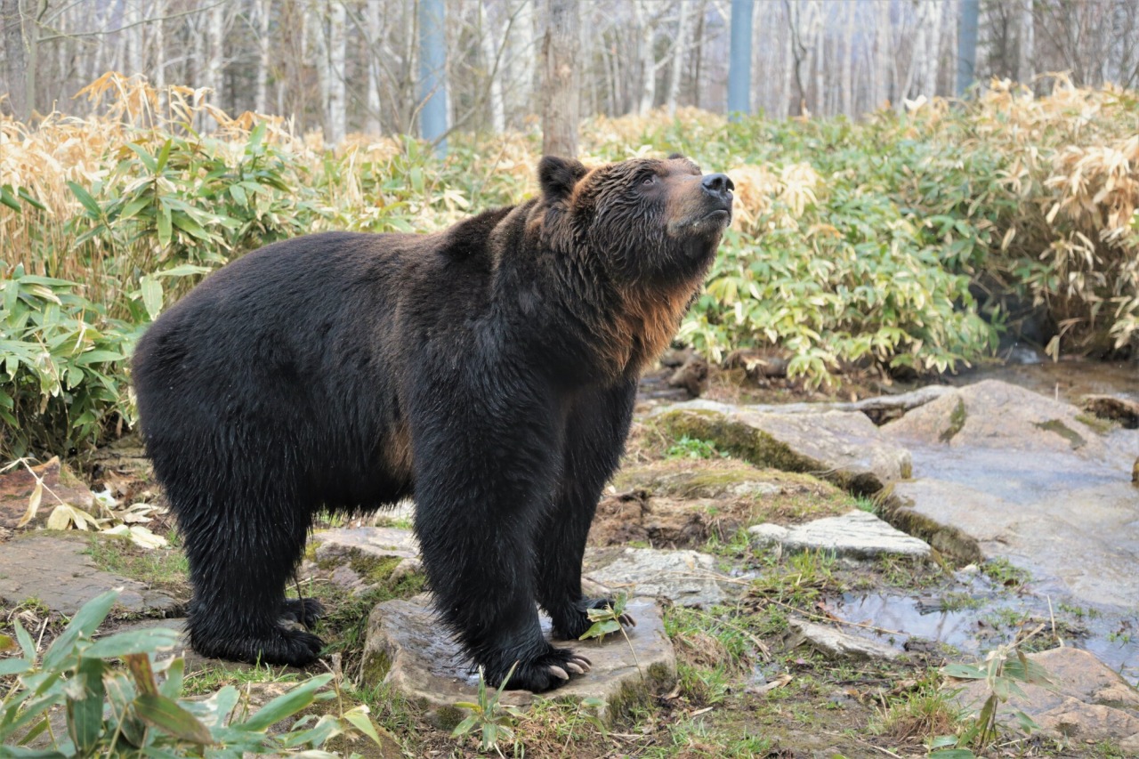 Things to do in Shintoku-Town：Sahoro Resort Bear Mountain