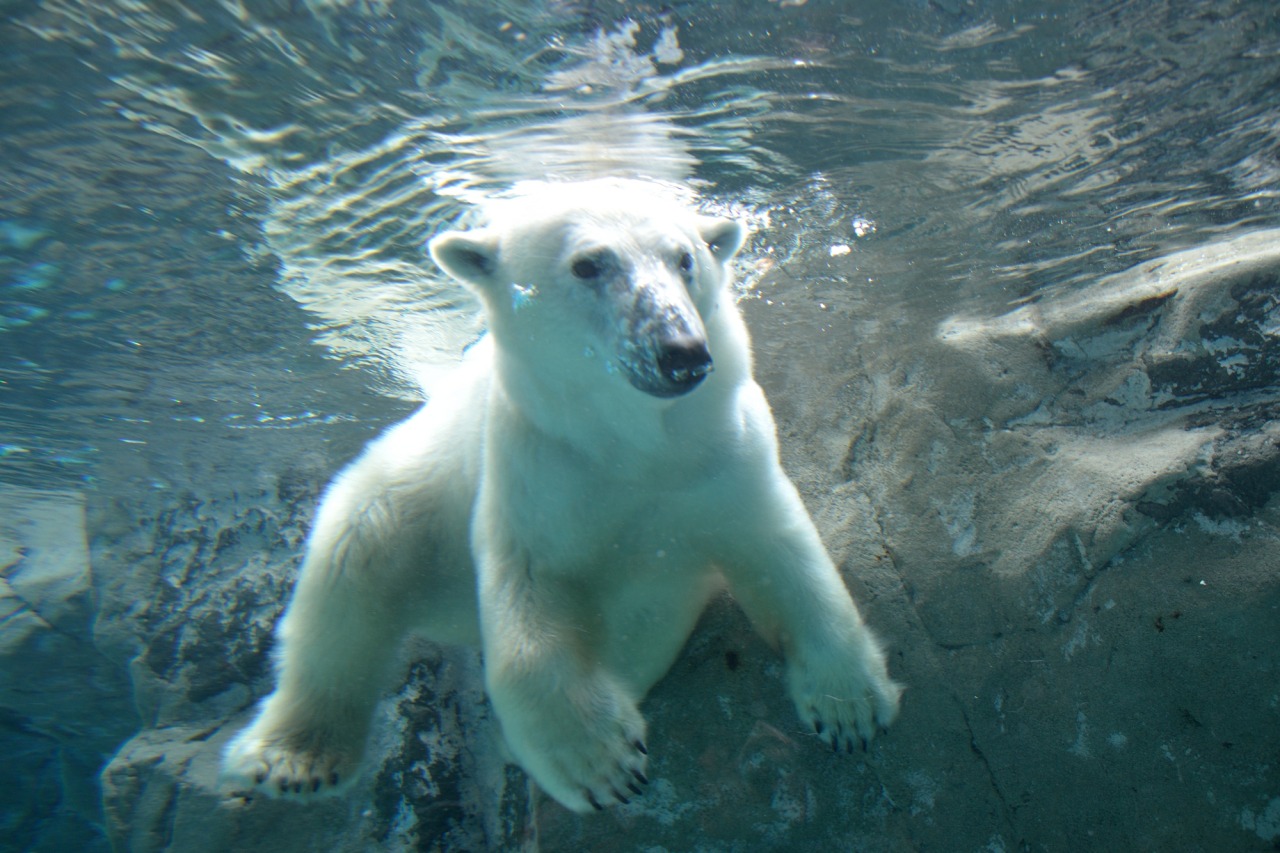 Things to do in Asahikawa：Asahiyama Zoo