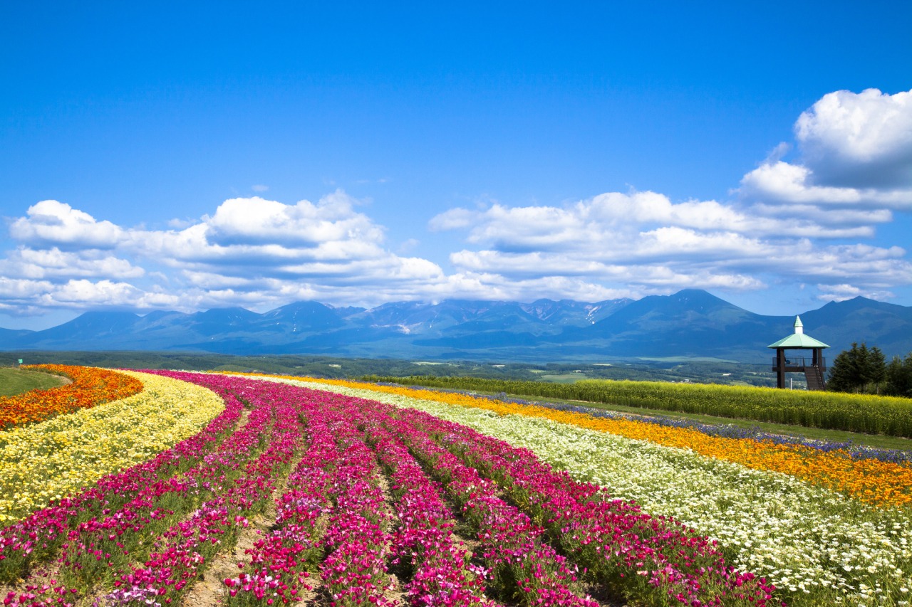 Things to do in Kamifurano：Flower Land Kamifurano