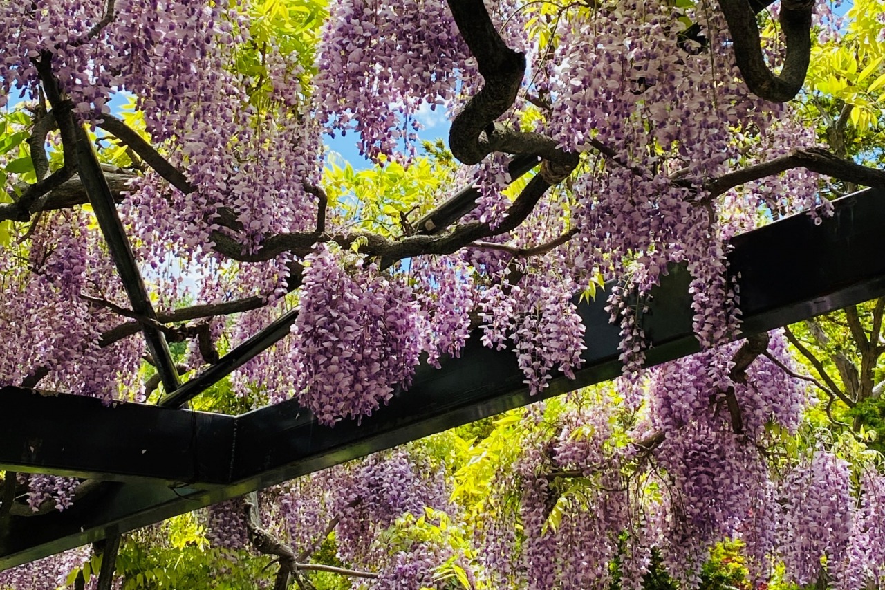 Things to do in Sapporo：Tenjin Wisteria