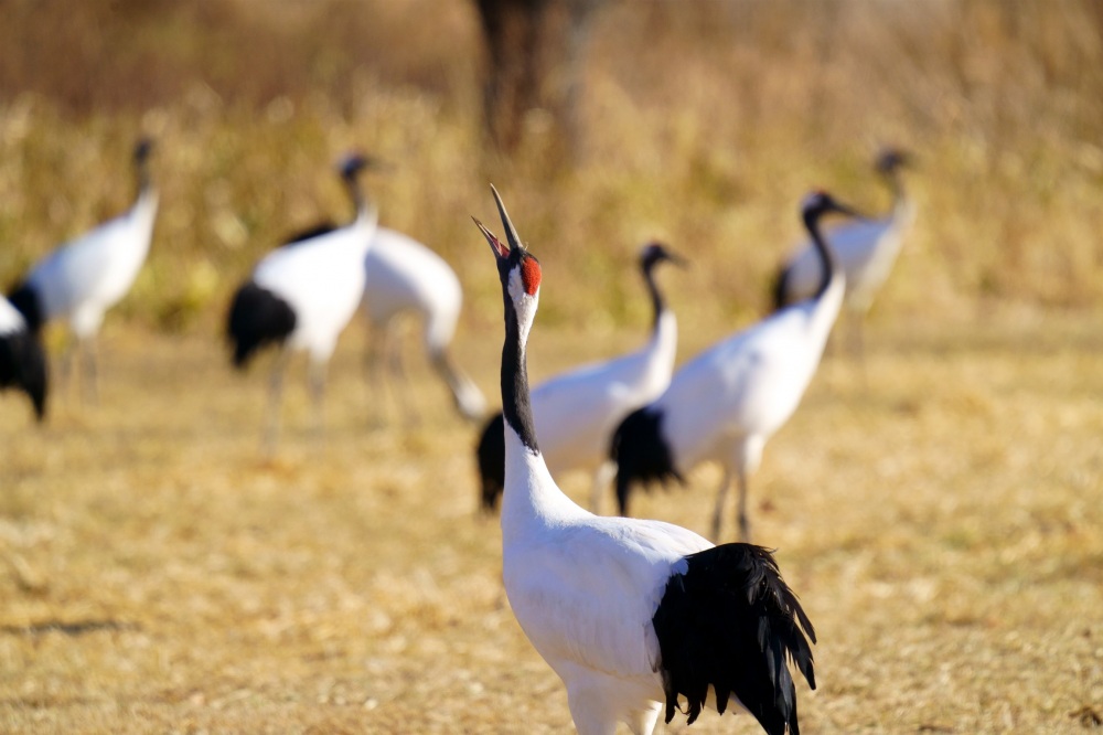 Things to do in Kushiro：Kushiro City Tanchozuru Nature Park