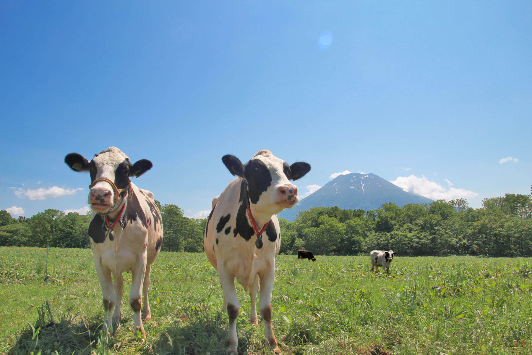 Things to do in Sapporo：Niseko Takahashi Farm