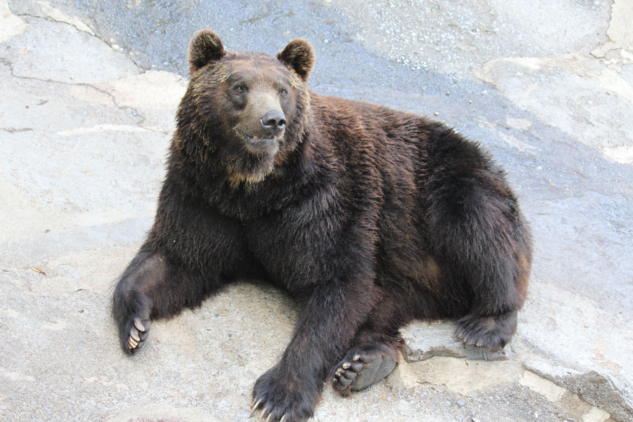 Things to do in Noboribetsu ：Noboribetsu Bear Farm