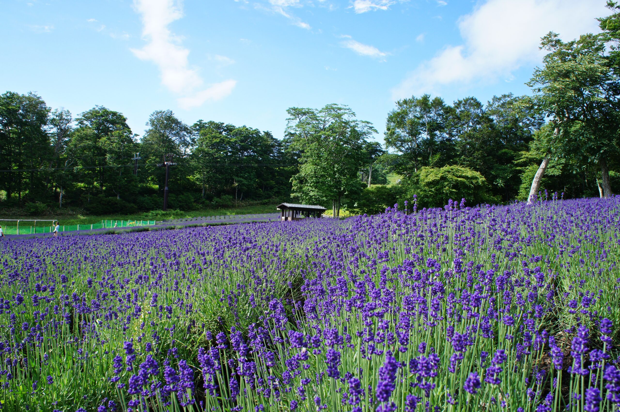 Things to do in Gunma：Tambara Lavender Park