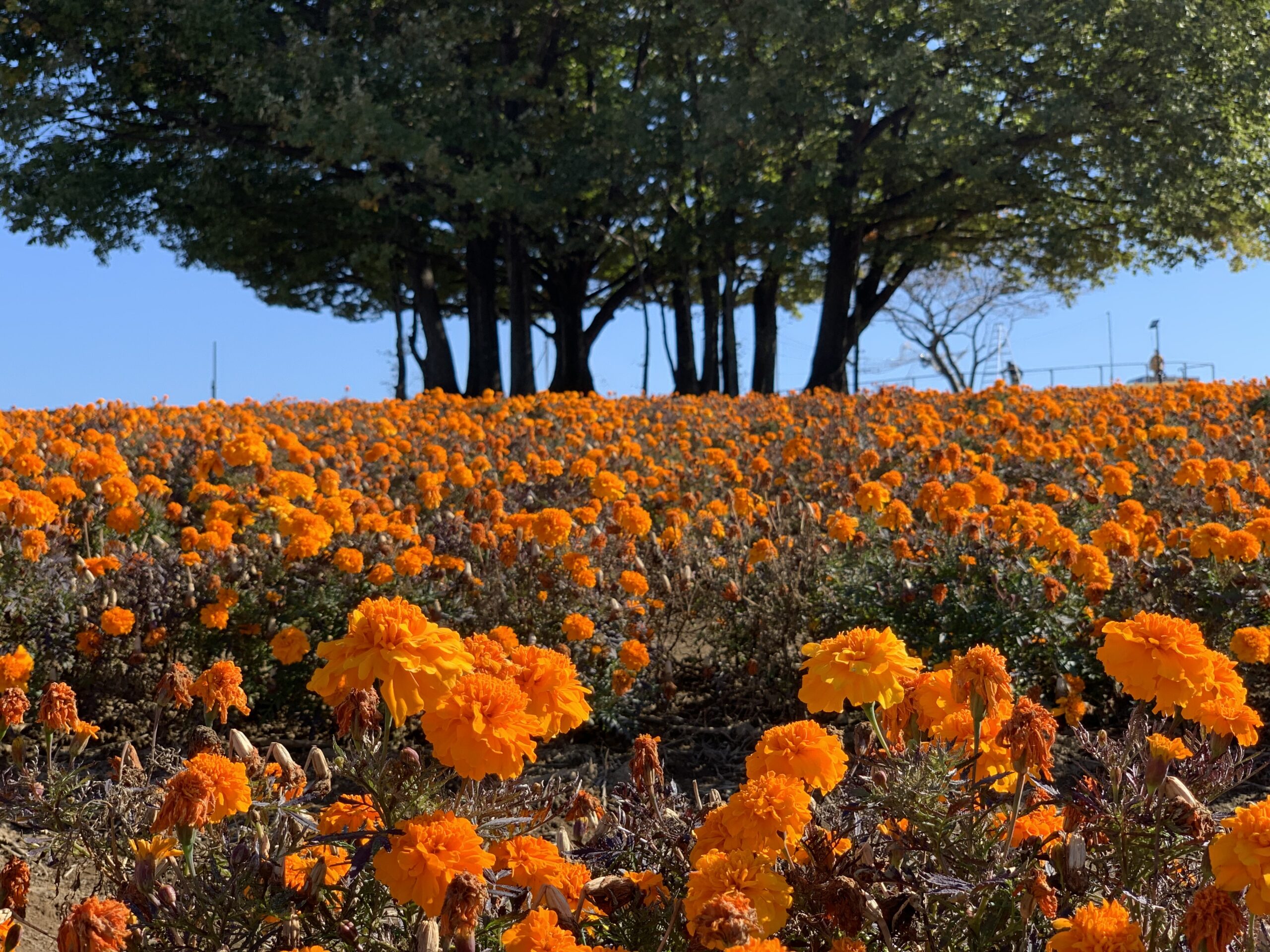 Things to do in Saitama：Marigold Hill Park