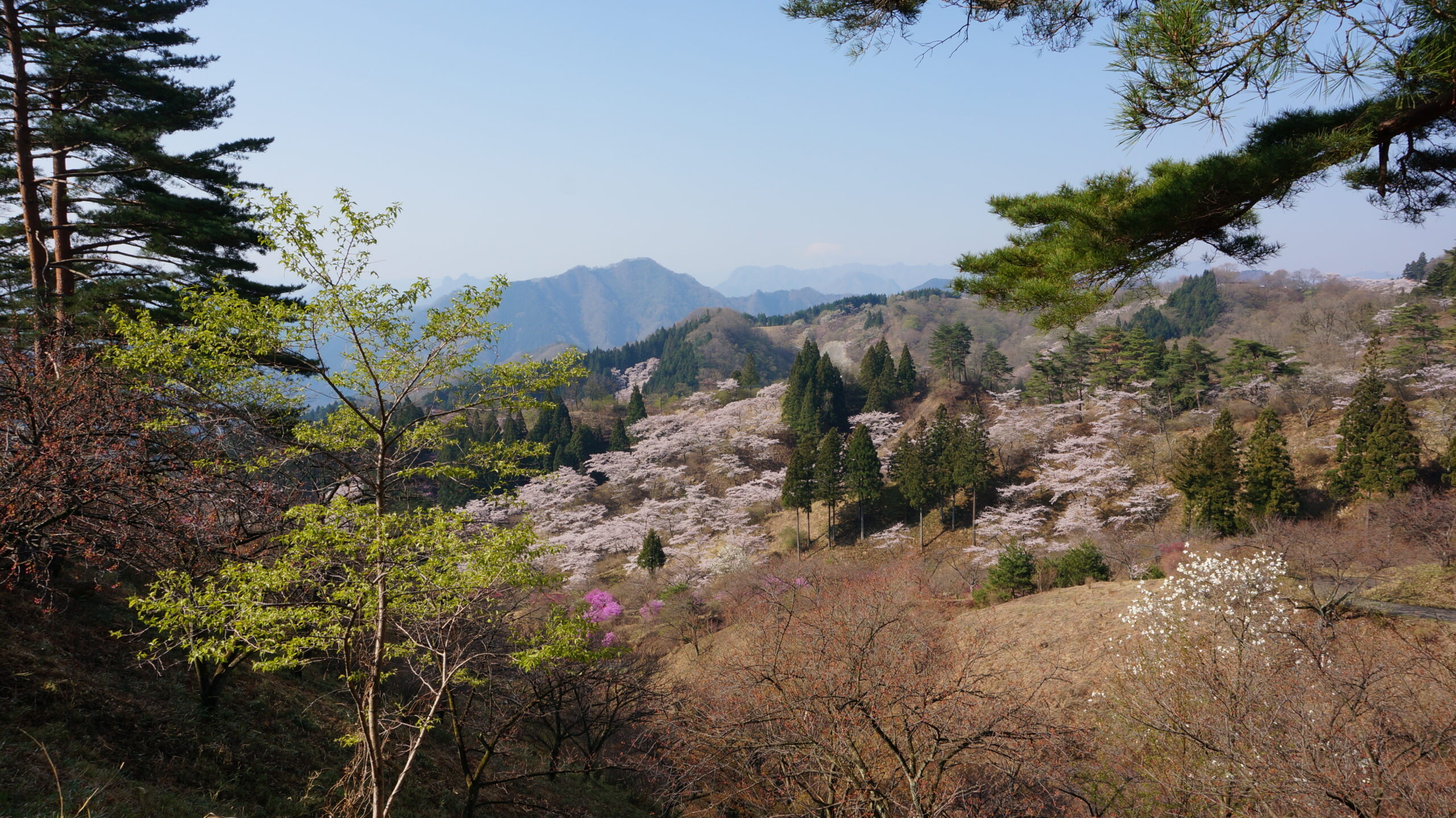 Things to do in Gunma：Sakura no Sato at Myogi Prefectural Park