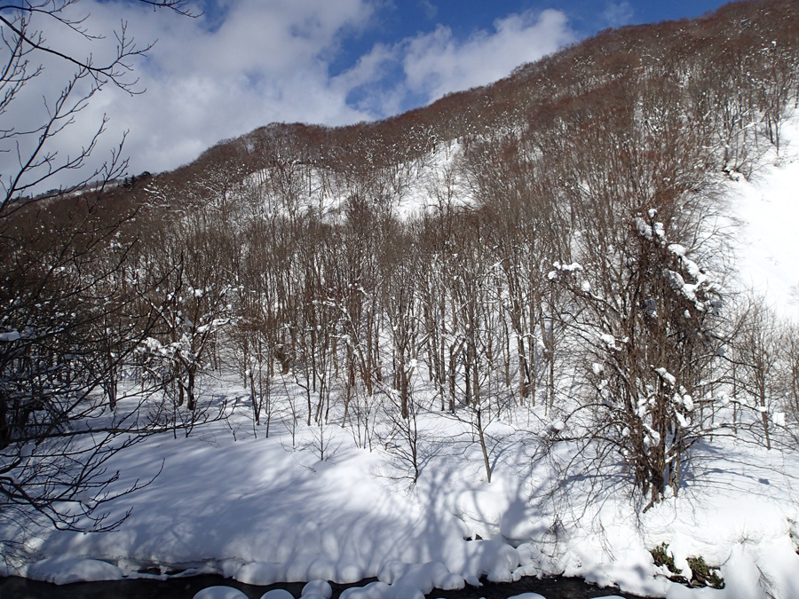 Explore the Wonders of Shirakami Sanchi: A UNESCO World Heritage Site