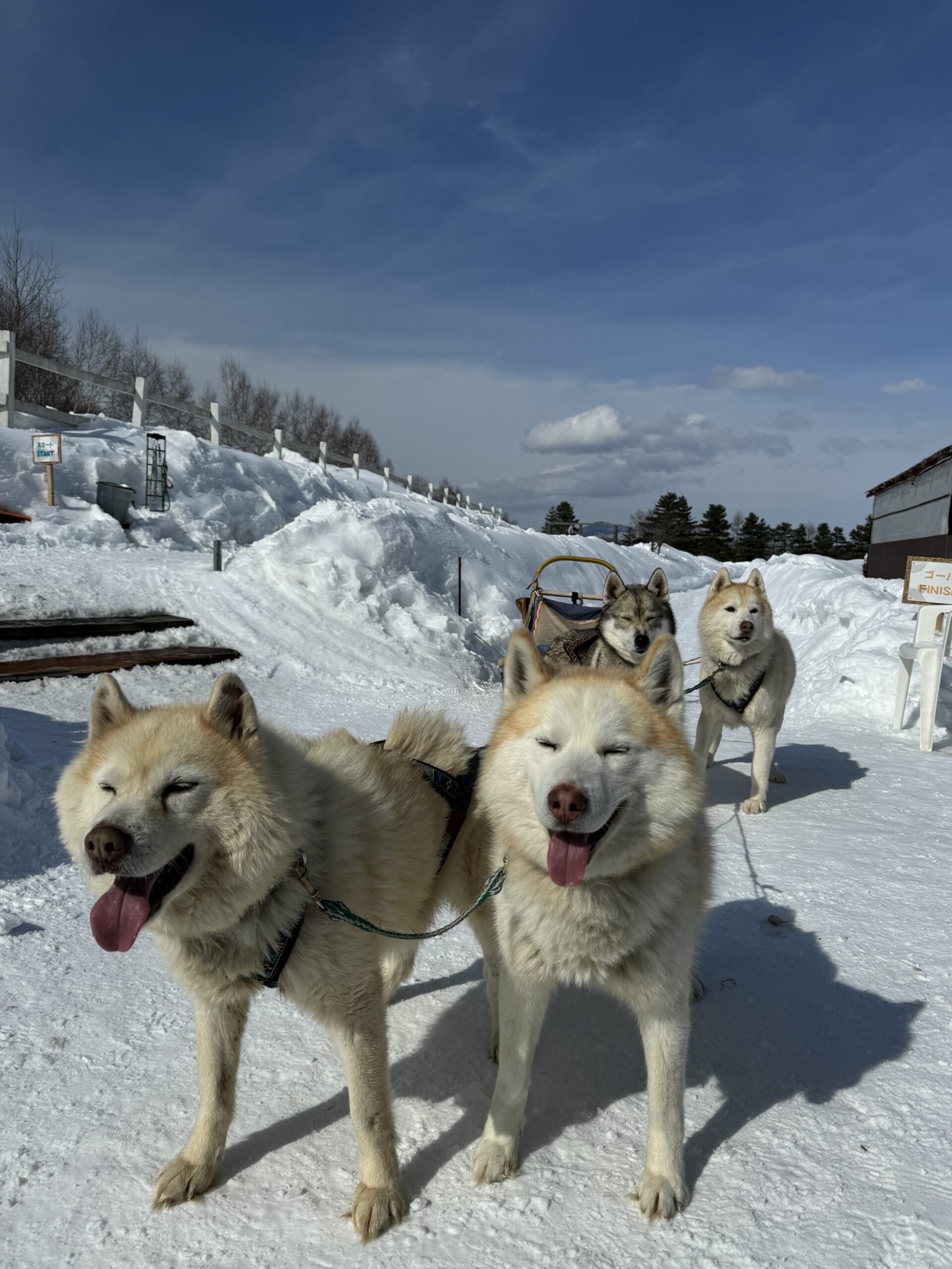 Winter Festive Getaway to Furano, Hokkaido