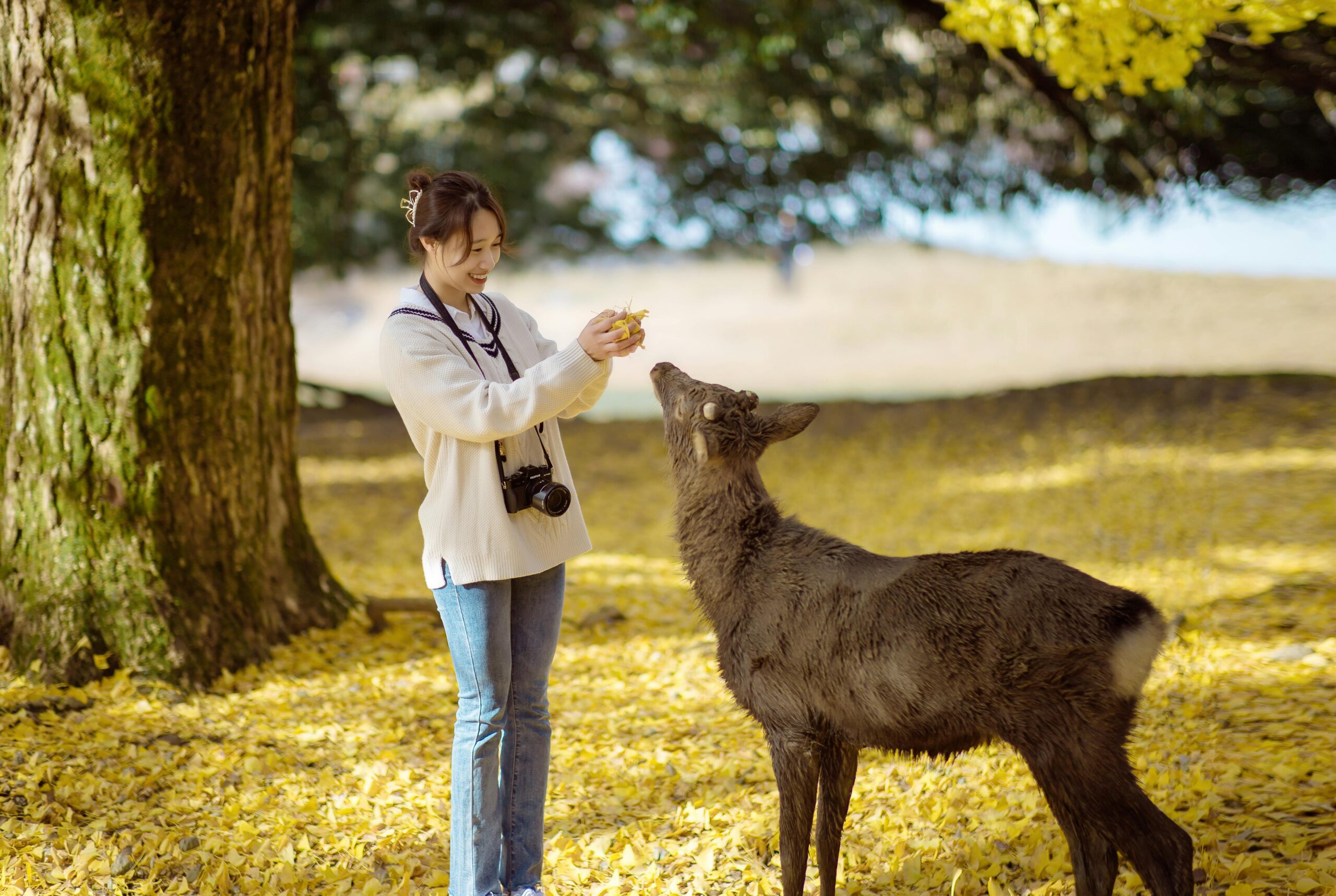 Beyond the Deer: Top 5 Reasons to Visit Nara