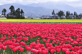 Toyama：Tonami Tulip Fair